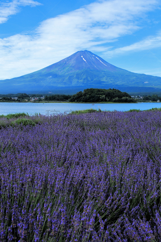 富士山,熏衣草,河口湖,富士河口湖,垂直画幅,枝繁叶茂,无人,东亚,夏天,户外