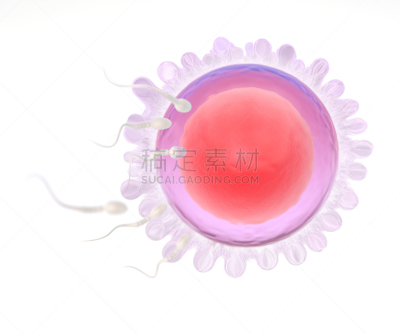 精子,细胞,鸡蛋,三维图形,插画,人类兹戈特,人工授精,试管婴儿,卵巢,显微镜