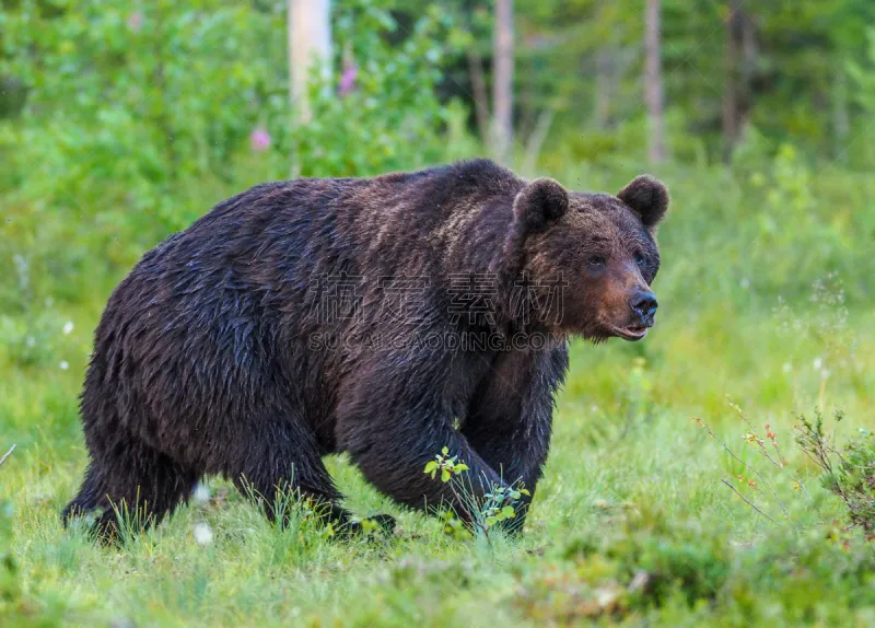 棕熊 野外动物 北方针叶林 欧亚种族 抱着树 褐色 水平画幅 巨大的 户外 熊图片素材下载 稿定素材