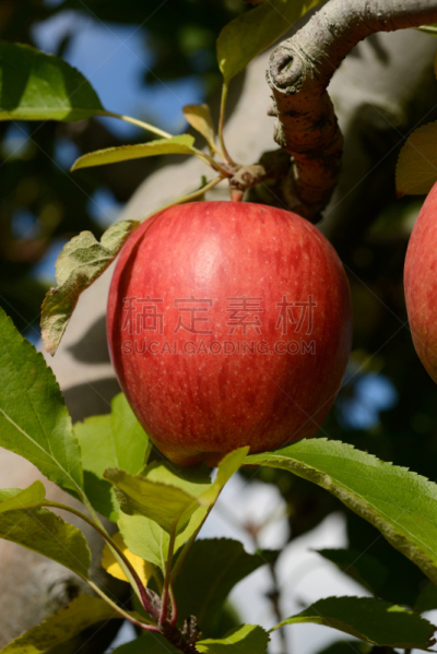 布瑞拜苹果,垂直画幅,维生素,户外,农作物,植物,果园,园艺,清新,苹果树