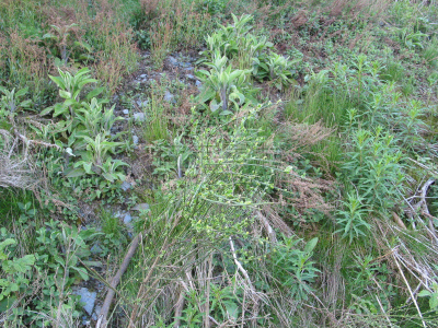 西伯瑞,曼瑙岛,草地,北莱茵威斯特法伦州,水平画幅,地形,无人,草坪,夏天,户外