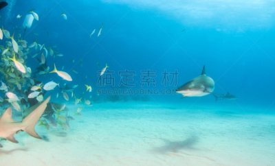 礁鲨,巴哈马国,深的,动物主题,运动,海洋生命,热带气候,野生动物,灰角鲨,鲨鱼
