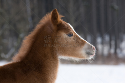小的,驹,动物头,小雌马,毛绒玩具,美,褐色,水平画幅,雪,野外动物