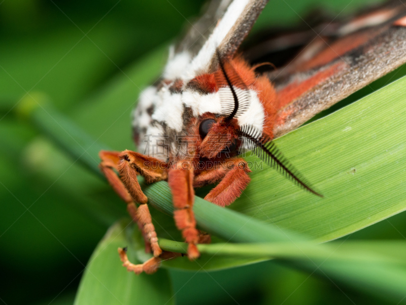 giant silk moth,草,肖像,丝绸蛾,明尼苏达,蛾,自然,美,水平画幅,绿色