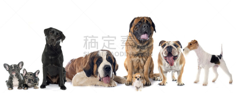 狗,动物群,福克斯猎狐犬,圣伯纳犬,警犬,英格兰斗牛犬,獒,数字8,斗牛犬,水平画幅