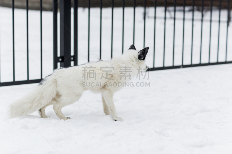 雪,北极狐,水平画幅,银色,爱德华八世,野外动物,户外,大理石装饰效果,哺乳纲,白色