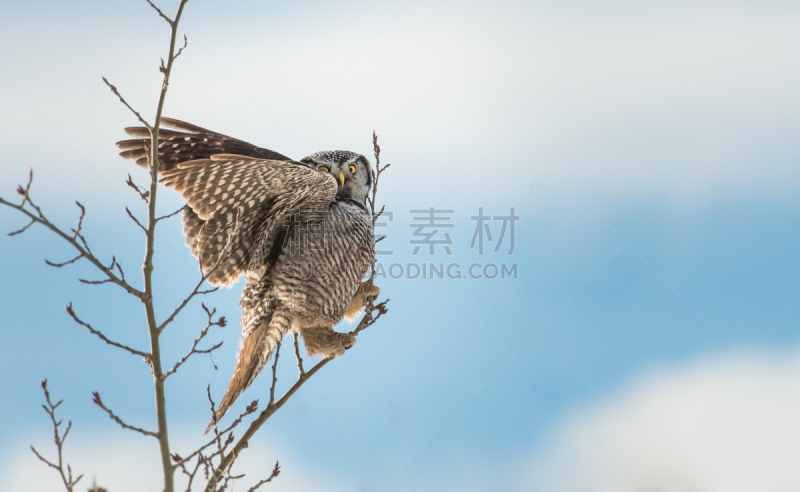 hawk owl,北,野生动物,水平画幅,无人,猫头鹰,鸟类,观鸟,野外动物,户外