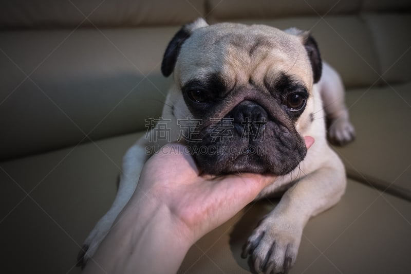 巴哥犬,沙发,小狗,人的脸部,特写,睡觉,荒废的时光,伸舌头,哈巴狗,身体受伤