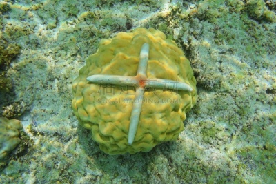 动物的臂,蓝海星,海星,四只动物,玻利尼西亚,水下,南太平洋,动物身体部位,野外动物,海底