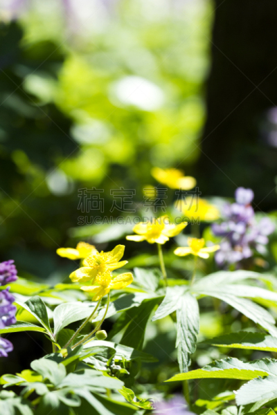 春天,森林,紫堇,毛莨科,垂直画幅,无人,户外,特写,植物,彩色图片
