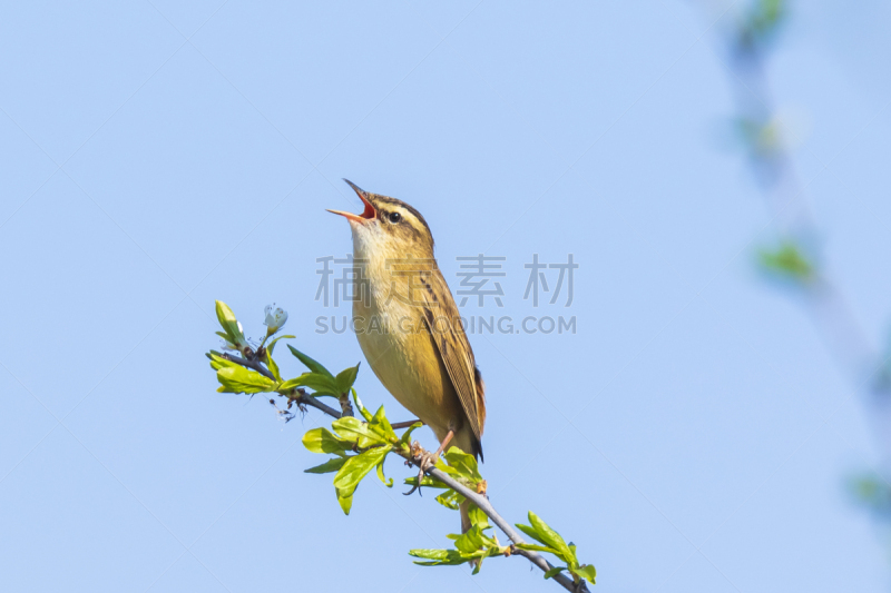 鸟类,鸣鸟,芦苇,动物嚎叫,褐色,水平画幅,不明确的地点,湿,早晨,动物身体部位