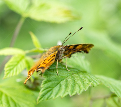 anglewing butterfly closeup