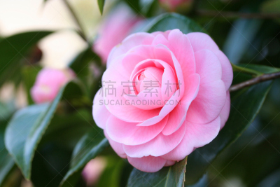 茶花,日本,重瓣花,自然,水平画幅,绿色,无人,户外,特写,仅一朵花