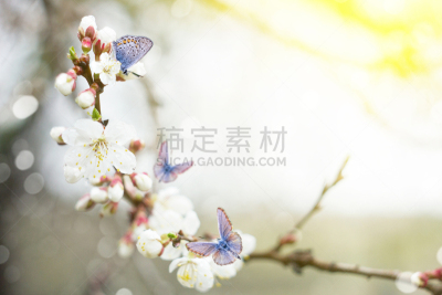 樱桃,花朵,蓝色,嫩枝,泉,背景,蝴蝶,孔雀铗蝶,动物,孔雀