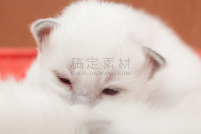 缅甸猫,幼小动物,灵性,小猫,可爱的,长的,猫科动物,小的,动物,人的眼睛