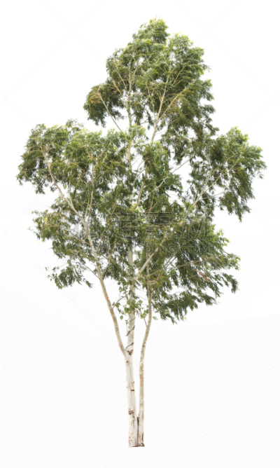 白色背景,分离着色,垂直画幅,枝繁叶茂,无人,古老的,巨大的,夏天,组物体,户外