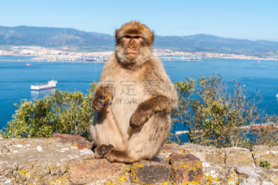 直布罗陀,猴子,天空,公园,褐色,水平画幅,海港,动物身体部位,猕猴,户外