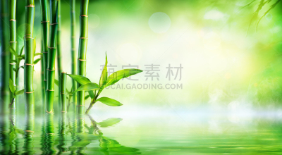 水,笋,背景聚焦,枝繁叶茂,植物,水平画幅,绿色,无人,清新,森林