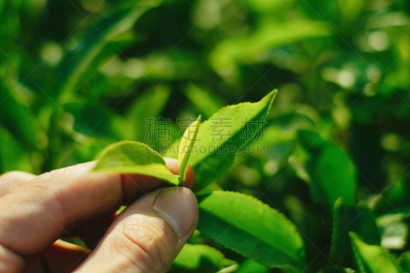 茶树,水平画幅,户外,奶酪,马来西亚,泰国,伊兰,花蕾,商业金融和工业,农业