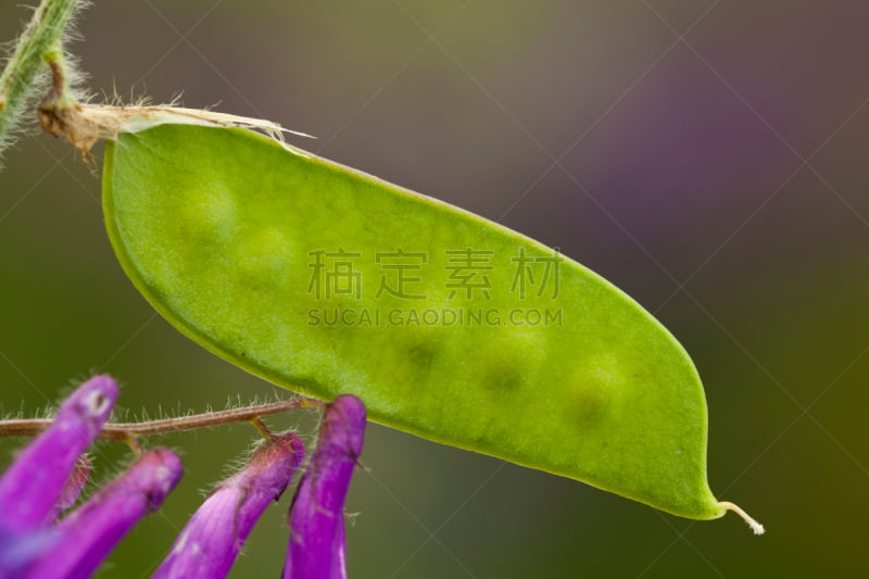 豆荚,自然,cow野豌豆,水平画幅,绿色,无人,蓝色,豆科植物,野生植物,野花