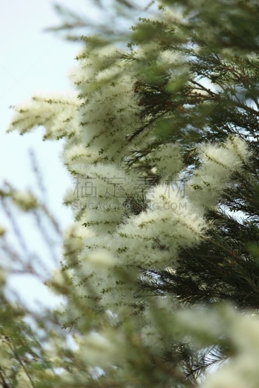 白色,草本,茶树,华丽的,平和,芳香疗法,植物,毛绒绒,香熏油,日本