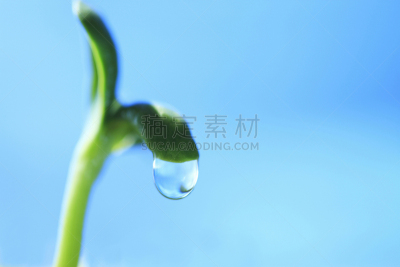 双叶区,水,植物,水平画幅,叶子,向日葵,水滴,摄影,花,生长