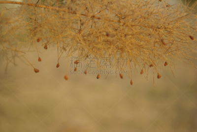 干的,仅一朵花,刀刃草,褐色,水平画幅,尖的,无人,干花,荆棘,草