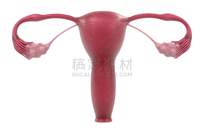 女性生殖系统,输卵管,卵巢,人体子宫,生殖器官,女人,水平画幅,形状,绘画插图,计算机制图