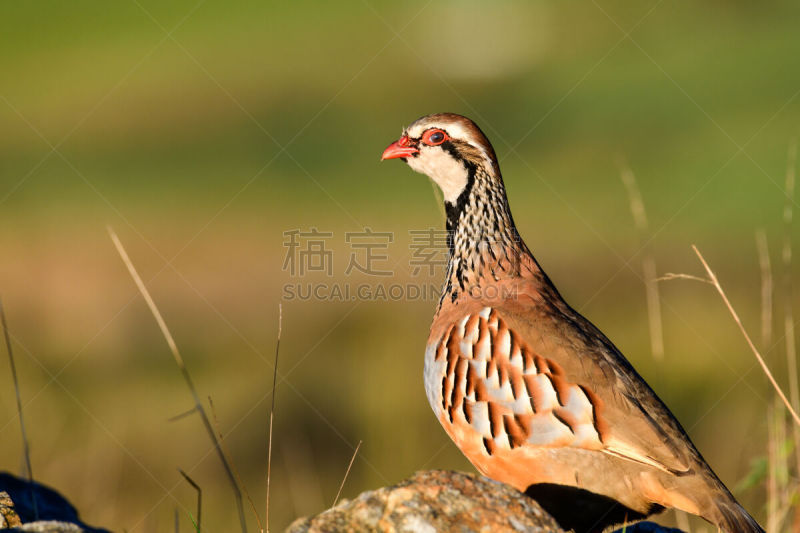 英国,自然,红腿鹧鸪,野外动物,旷野,芦苇,约克郡,草,野生动物,动物