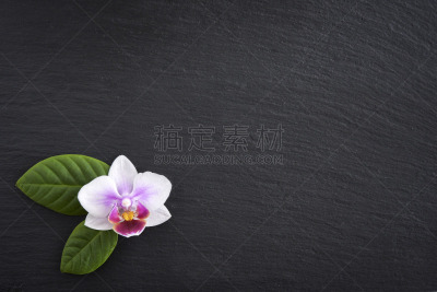 兰花,自然美,石片,健康保健,暗色,清新,背景分离,替代医药,健康,平衡