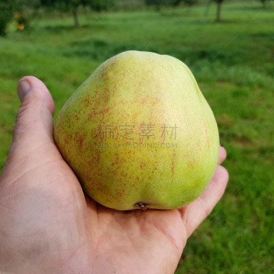 苹果,薄烤饼,水果,无人,古老的,果树,方形画幅,埃森,草本,身份