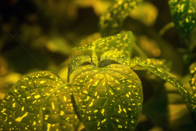 金色,绿色,背景聚焦,自然,图像,室内植物,无人,温室,植物