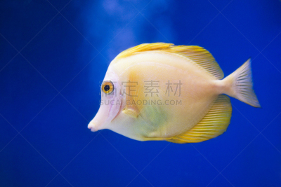黄高鳍刺尾鱼,颊纹鼻鱼,基因突变,水平画幅,无人,黄色,日本,鱼类,海鱼,摄影