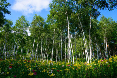 百合花,白桦树,诹访,绒毛桦树,长野县,天空,美,里山,国家公园,水平画幅