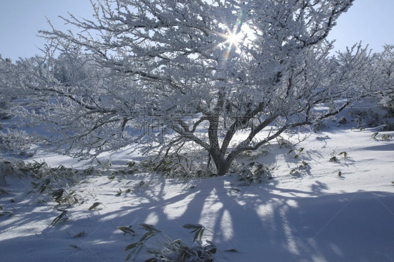 雾,自然,水平画幅,地形,冬天,雪,长野县,无人,松本,日本