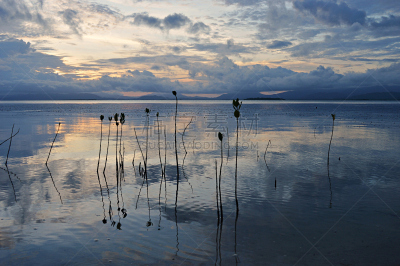 红树,岛,海洋,植物群,青年人,园艺师,红树林,红树林生境,异国宠物,风景线拱