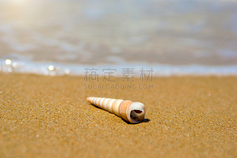 贝壳,波浪,海洋,海滩,水边,自然美,撒谎者,青绿色,华丽的,旅途