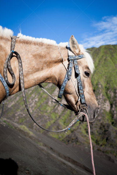 婆罗摩火山,山,马,滕格尔火山,bromo-tengger-semeru national park,垂直画幅,沙子,旅行者,户外,小马