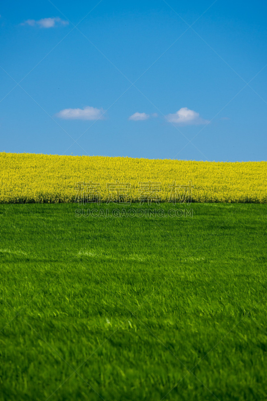 农业,德国,自然,垂直画幅,有蔓植物,无人,生物燃料,农作物,油菜花,黄色