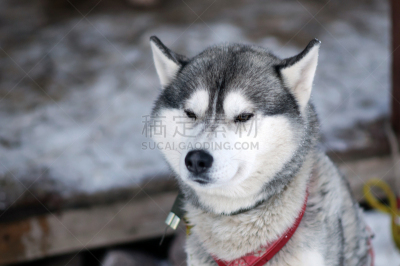动物雪车,红色,雪橇犬,注视镜头,运动,户外,雪橇,瑞属拉普兰,北,冬季运动