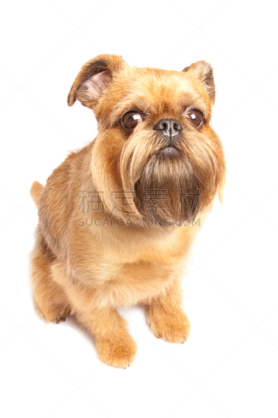 griffon bruxellois,垂直画幅,络腮胡子,褐色,动物身体部位,哺乳纲,白色,狗,纯种犬,小的