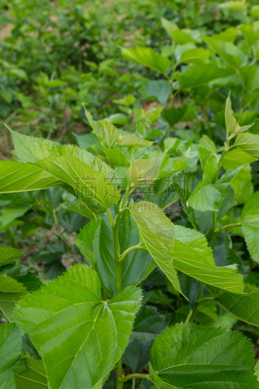 田地,桑叶,垂直画幅,褐色,新的,无人,泥土,户外,特写,农作物