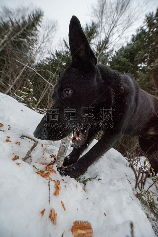 狗 黑色 棍 寒冷 瑞典 北欧血统 野生动物 德国牧羊犬 从容态度 雪图片素材下载 稿定素材