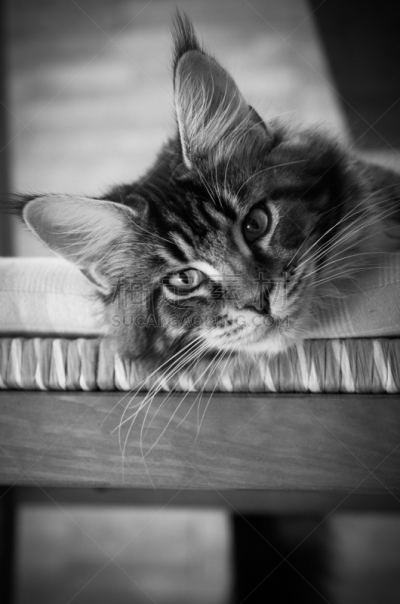缅因库恩猫,垂直画幅,家畜,猫科动物,人的眼睛,腮须,猫,雌性动物,动物毛发