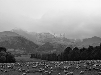 背景,绵羊,新西兰,山脉,doubtful sound,雪山,禅宗,动物,南地大区,农场
