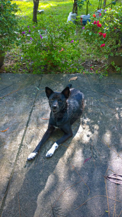 狗,黑色,猎熊犬,垂直画幅,宠物,动物,户外,小狗,猎犬,犬科的