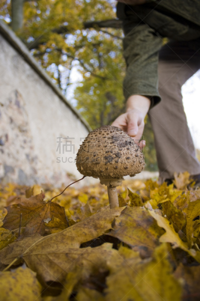 鬼笔鹅膏,自然,垂直画幅,秋天,苔藓,山毛榉树,蘑菇,人,户外,特写