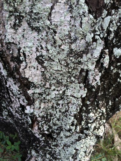 地衣,自然,垂直画幅,无人,藻类,植物表皮,真菌,藻青菌,2015年,环境
