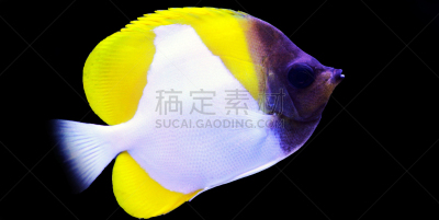 黄色,锥形蝴蝶鱼,生物学,杂食动物,海洋生命,热带气候,野生动物,环境,动物,三色刺蝶鱼