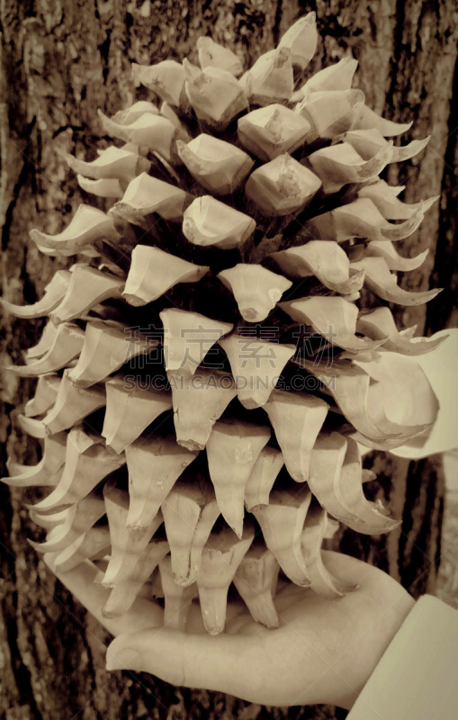 巨大的,自然,垂直画幅,美国,水果,无人,户外,coulter pine,松科,种子